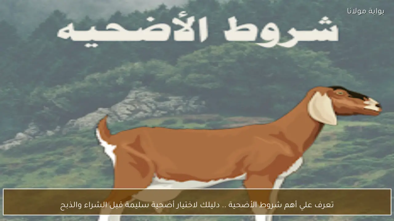 تعرف علي أهم شروط الأضحية .. دليلك لاختيار أضحية سليمة قبل الشراء والذبح