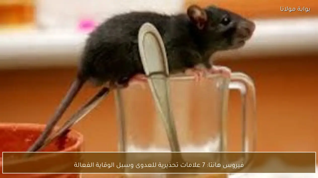 فيروس هانتا: 7 علامات تحذيرية للعدوى وسبل الوقاية الفعالة