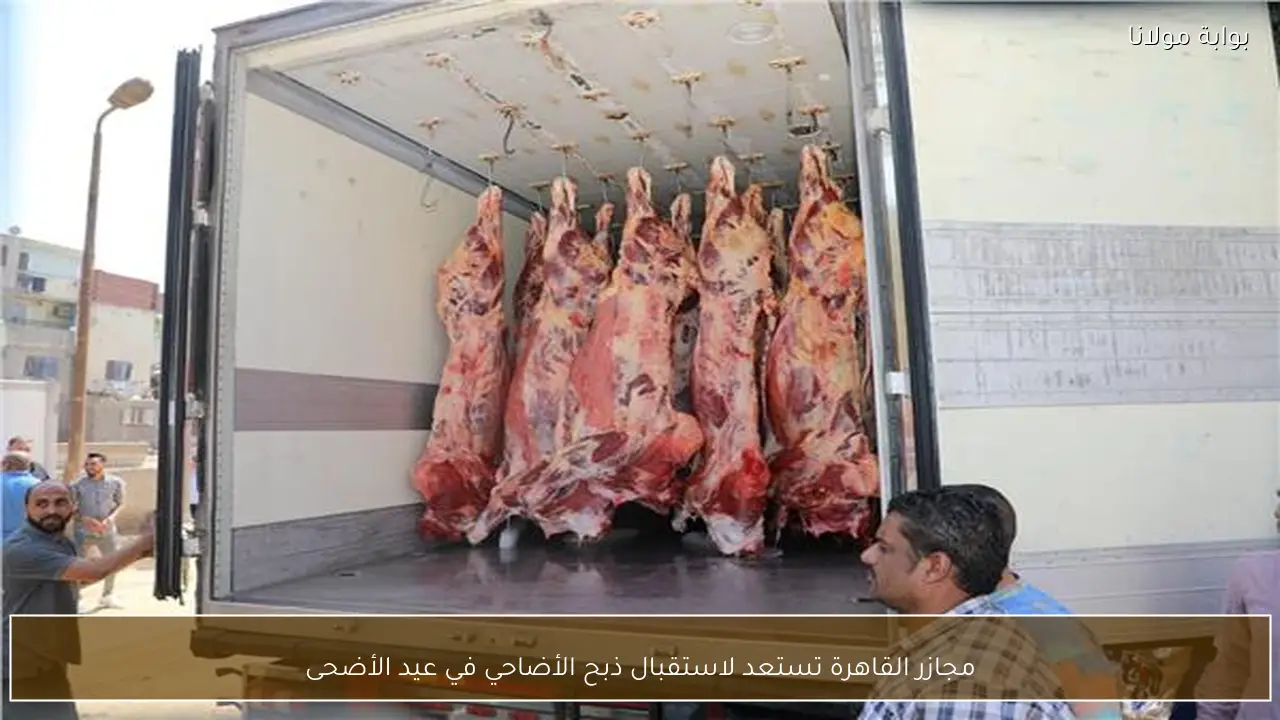 مجازر القاهرة تستعد لاستقبال ذبح الأضاحي في عيد الأضحى