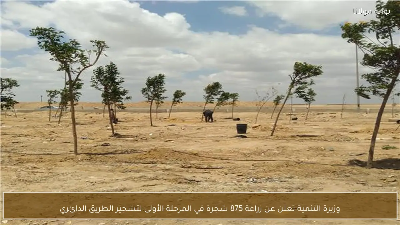 وزيرة التنمية تعلن عن زراعة 875 شجرة في المرحلة الأولى لتشجير الطريق الدائري