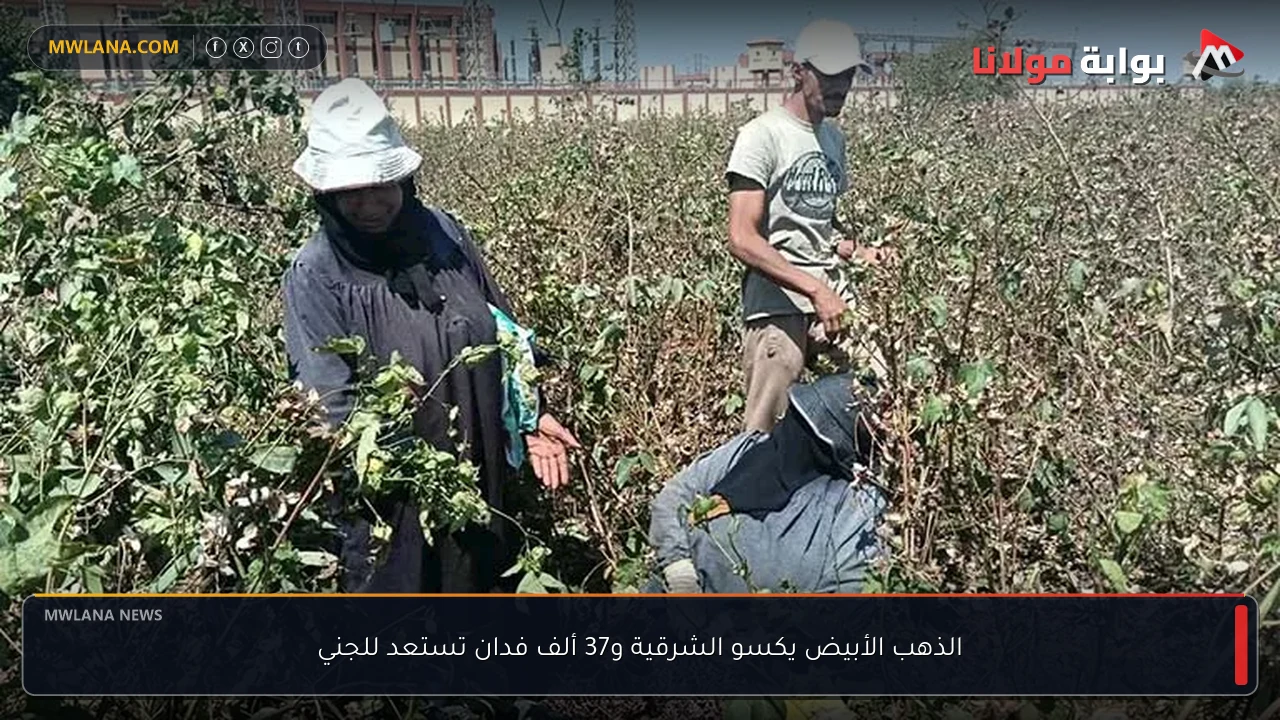 الذهب الأبيض يكسو الشرقية و37 ألف فدان تستعد للجني