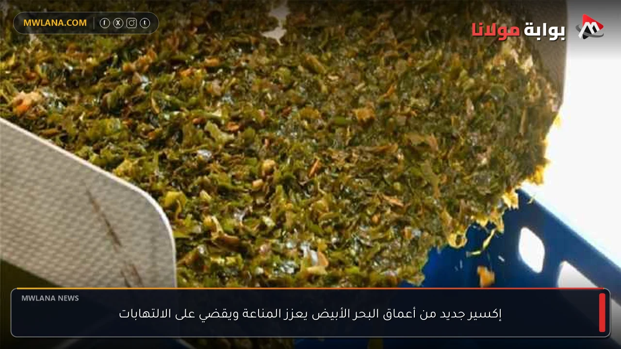 إكسير جديد من أعماق البحر الأبيض يعزز المناعة ويقضي على الالتهابات