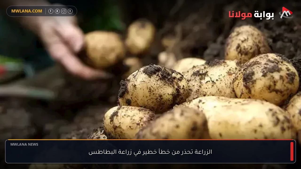 الزراعة تحذر من خطأ خطير في زراعة البطاطس