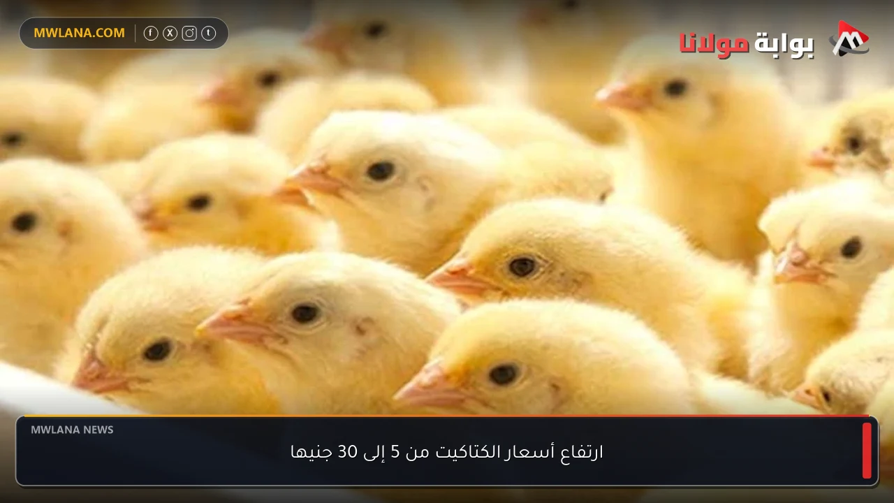 ارتفاع أسعار الكتاكيت من 5 إلى 30 جنيها