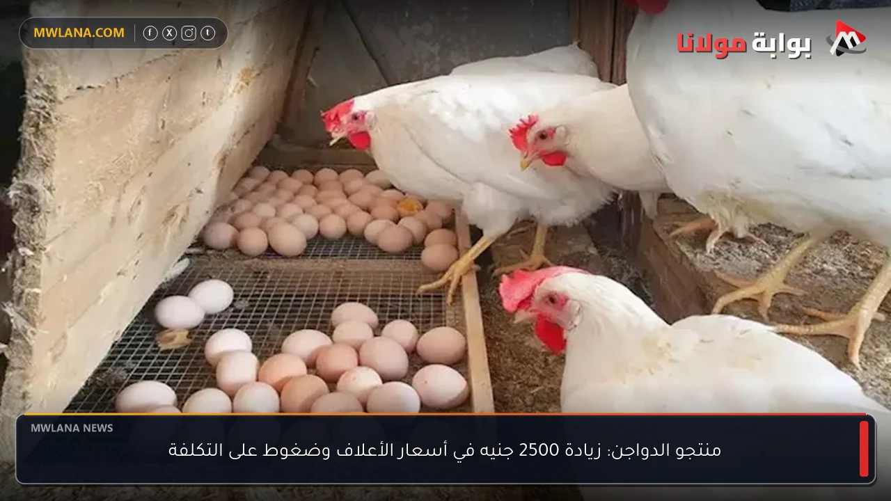 منتجو الدواجن: زيادة 2500 جنيه في أسعار الأعلاف وضغوط على التكلفة