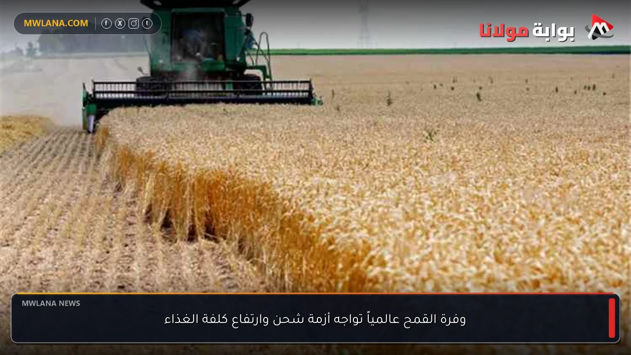 وفرة القمح عالمياً تواجه أزمة شحن وارتفاع كلفة الغذاء