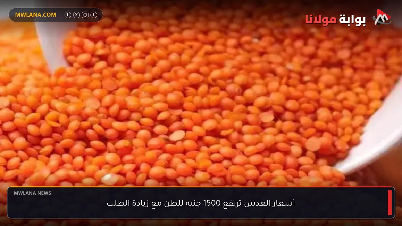 أسعار العدس ترتفع 1500 جنيه للطن مع زيادة الطلب