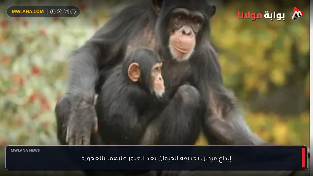 إيداع قردين بحديقة الحيوان بعد العثور عليهما بالعجوزة