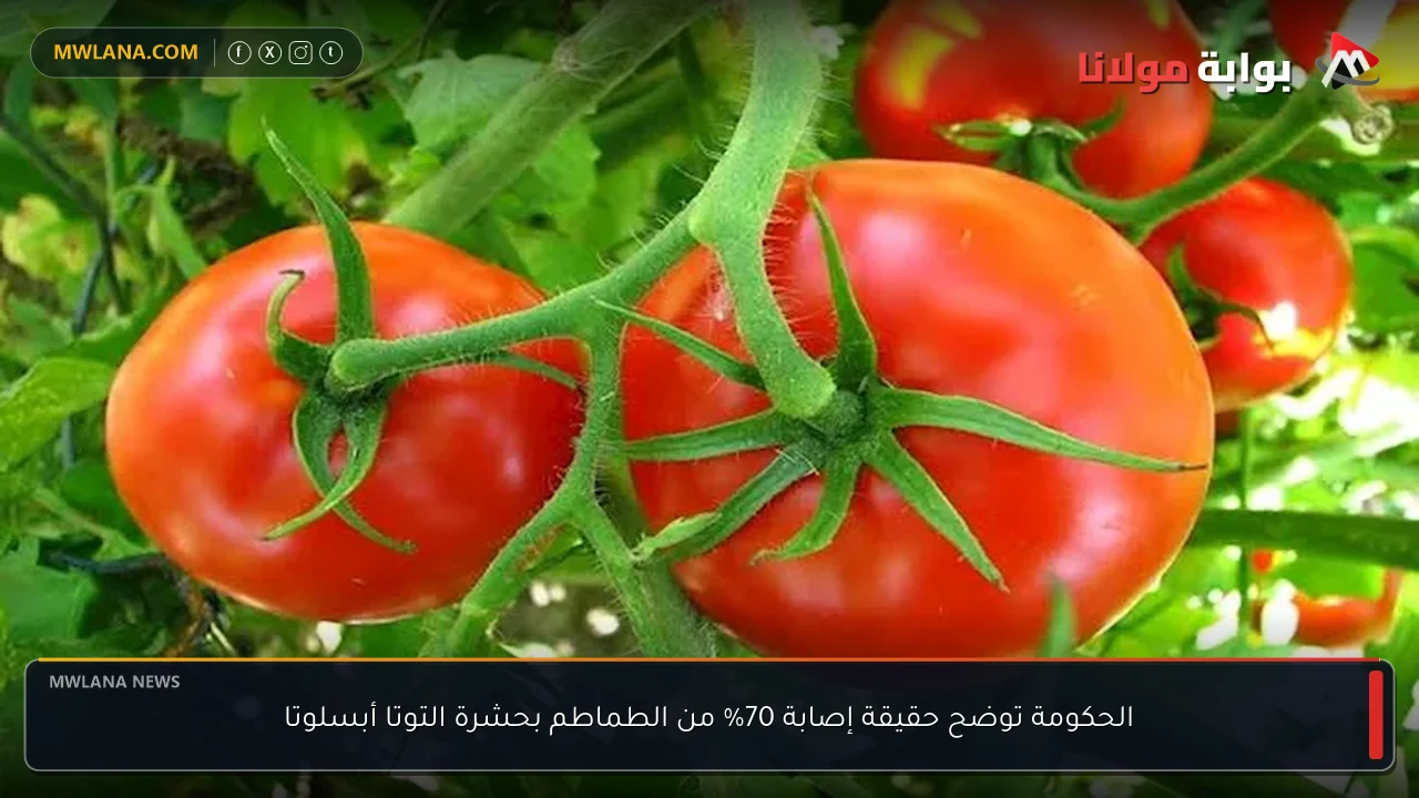 الحكومة توضح حقيقة إصابة 70% من الطماطم بحشرة التوتا أبسلوتا