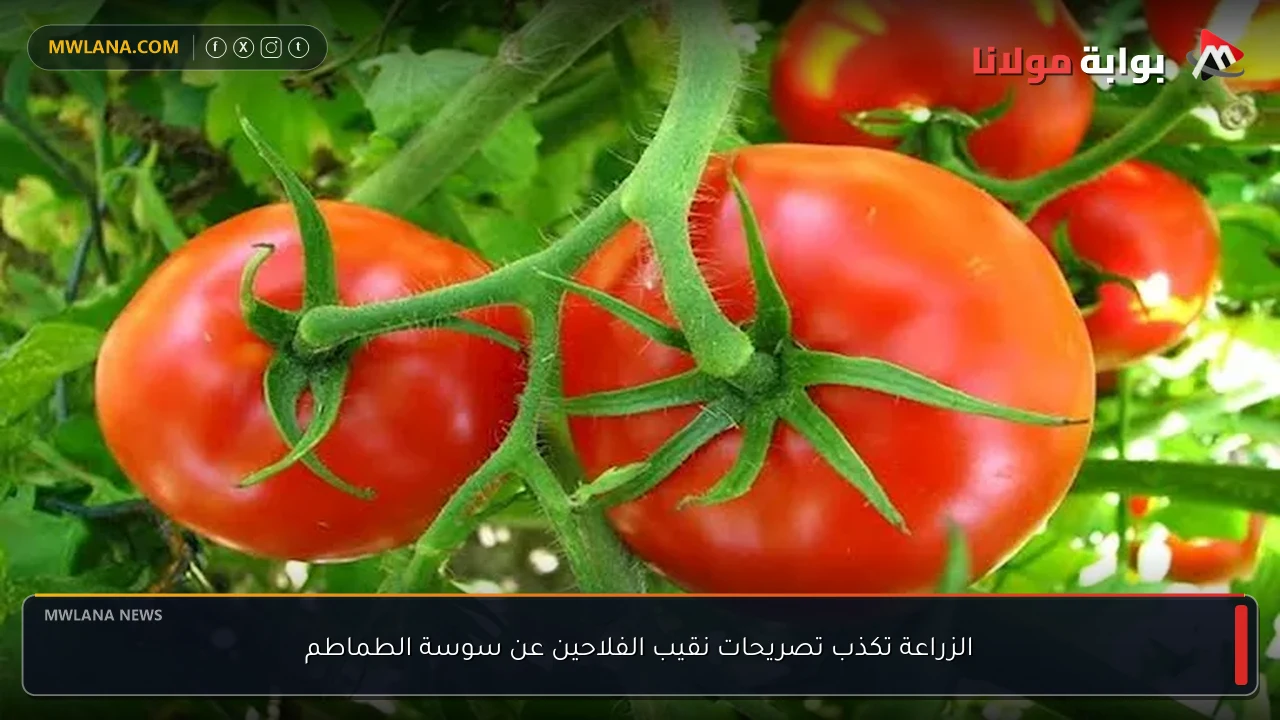 الزراعة تكذب تصريحات نقيب الفلاحين عن سوسة الطماطم