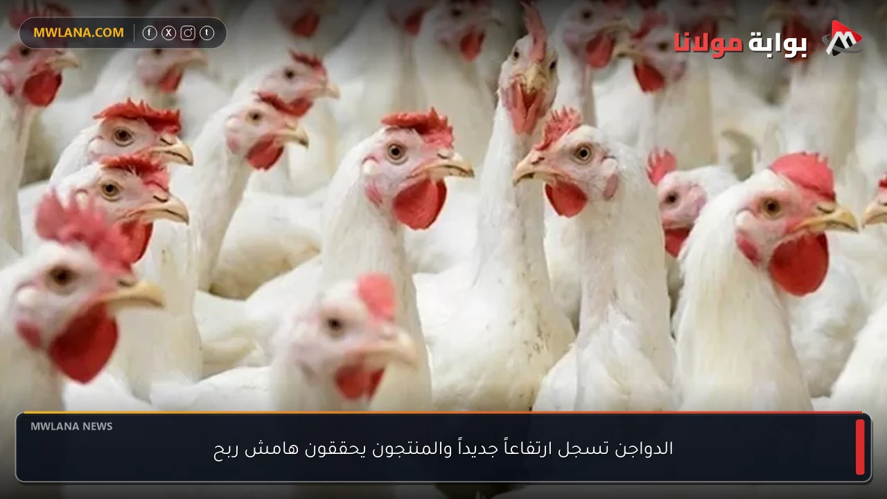 الدواجن تسجل ارتفاعاً جديداً والمنتجون يحققون هامش ربح
