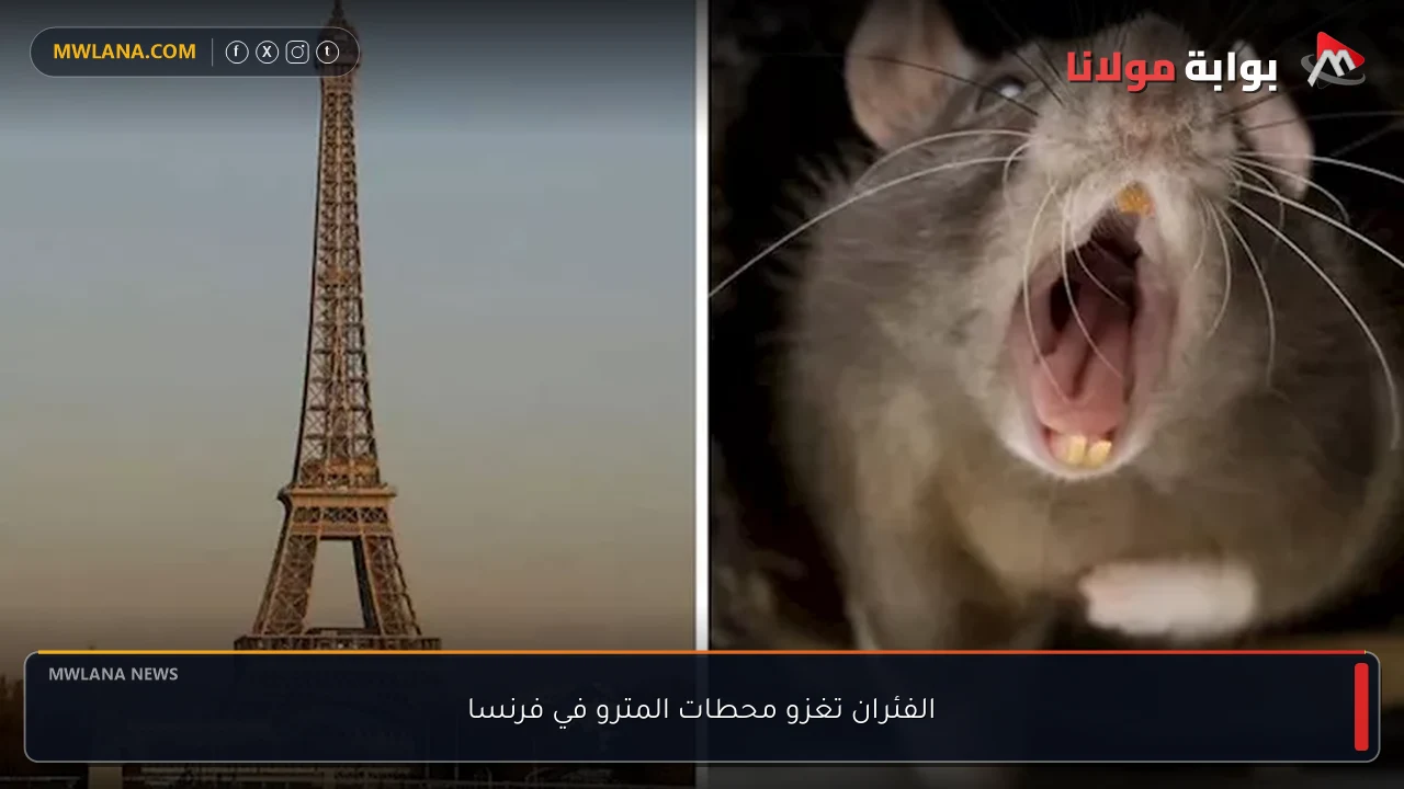 الفئران تغزو محطات المترو في فرنسا
