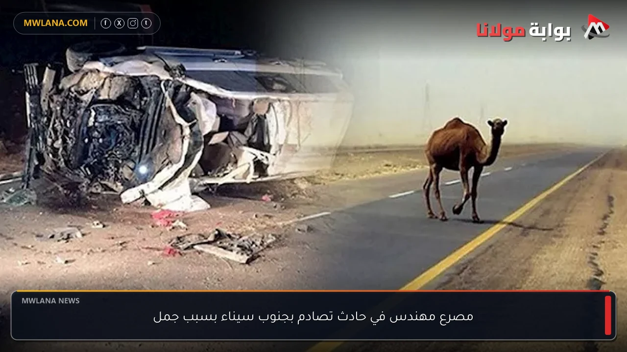 مصرع مهندس في حادث تصادم بجنوب سيناء بسبب جمل