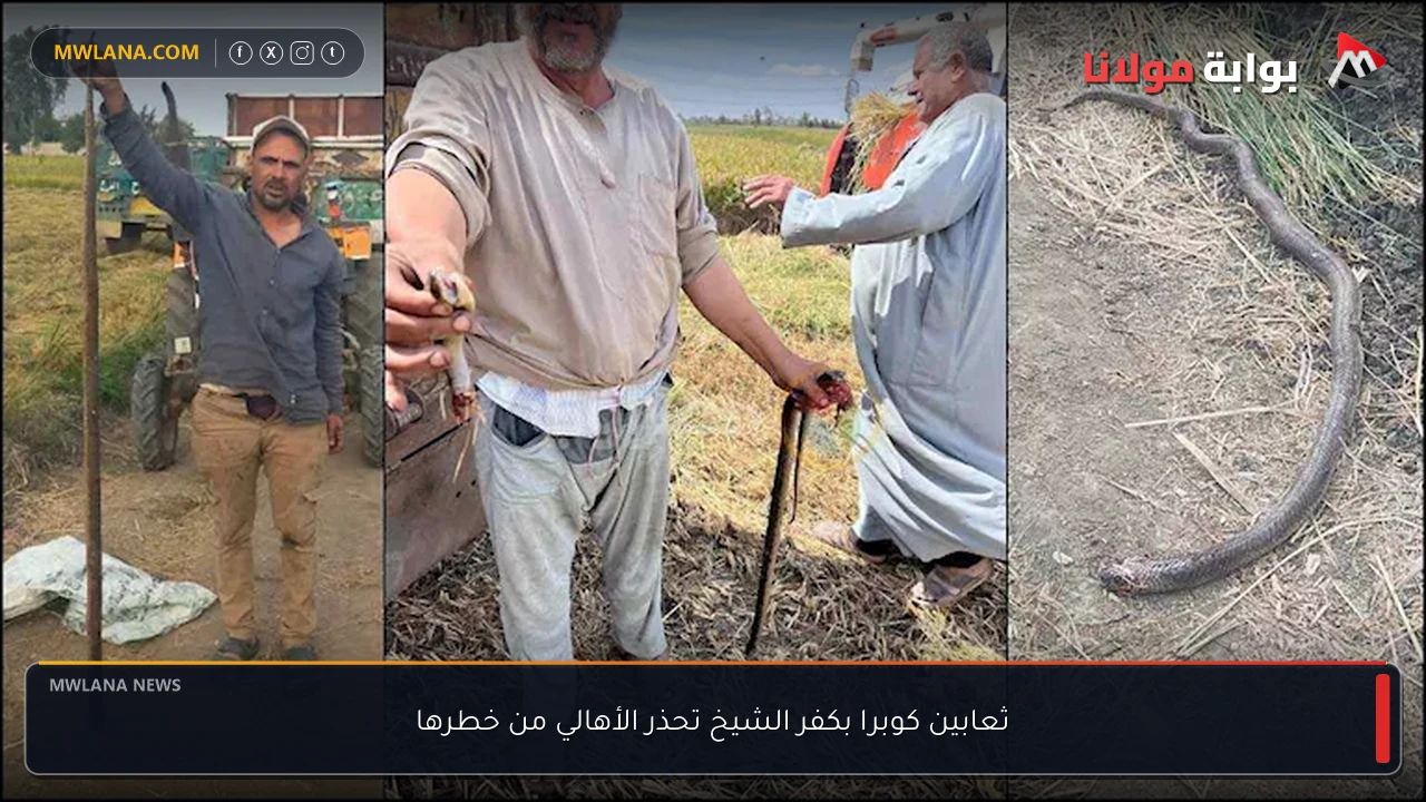 ثعابين كوبرا بكفر الشيخ تحذر الأهالي من خطرها