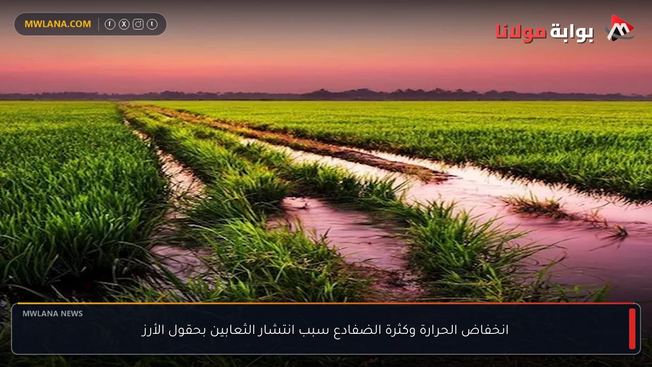انخفاض الحرارة وكثرة الضفادع سبب انتشار الثعابين بحقول الأرز