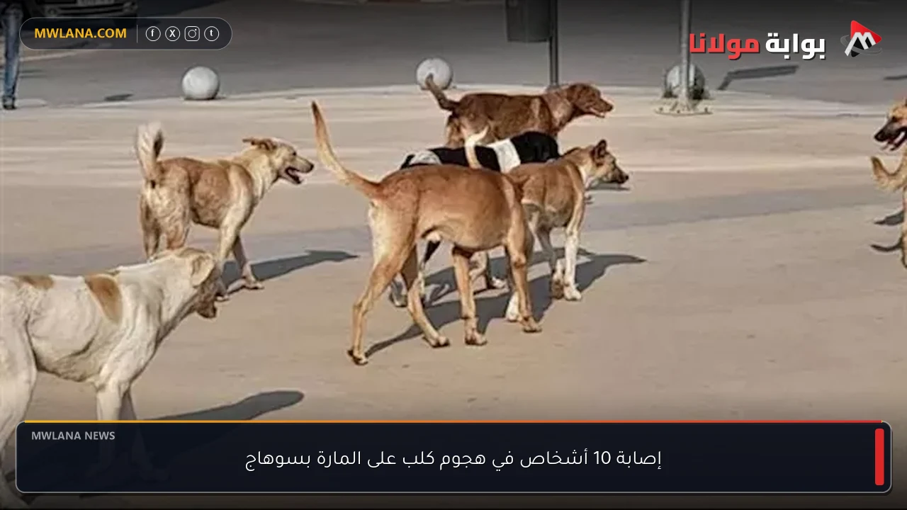 إصابة 10 أشخاص في هجوم كلب على المارة بسوهاج