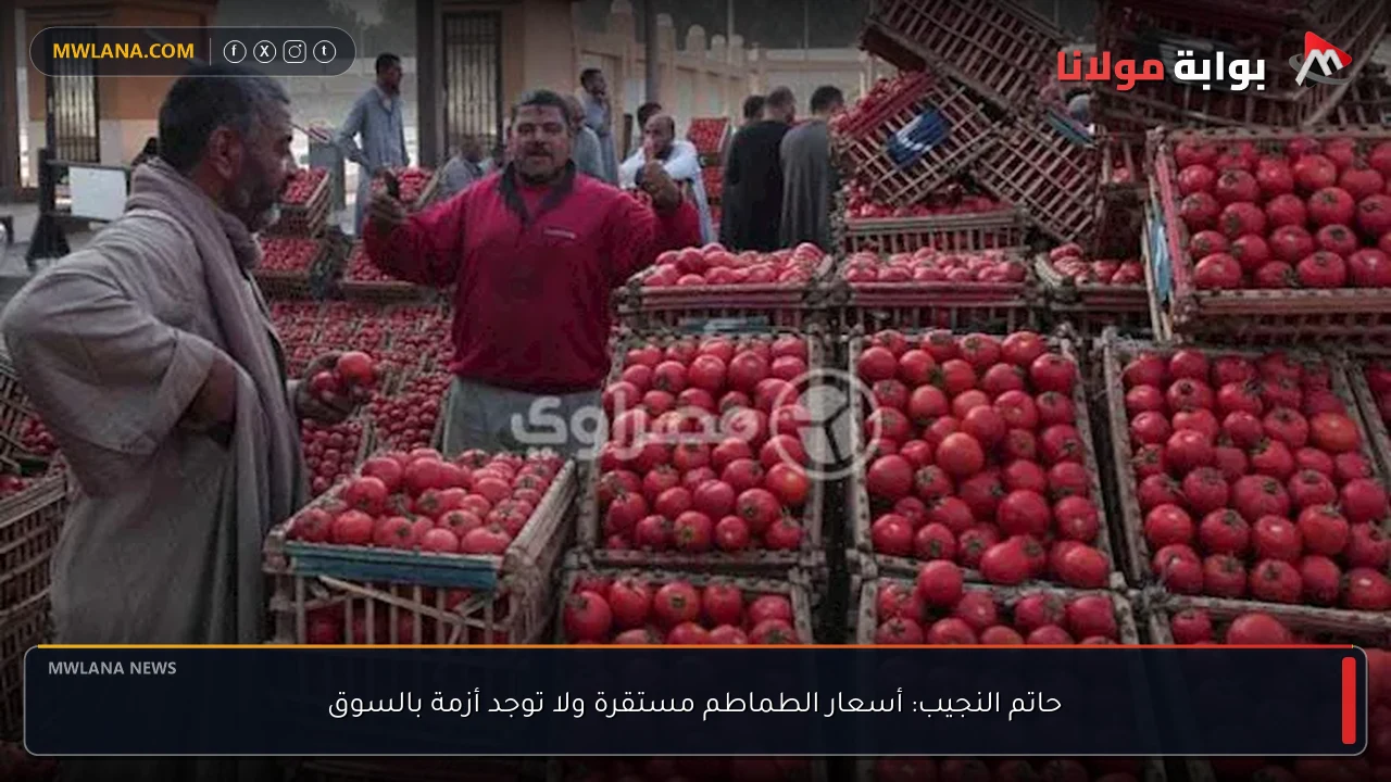حاتم النجيب: أسعار الطماطم مستقرة ولا توجد أزمة بالسوق