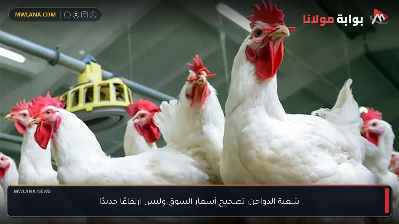 شعبة الدواجن: تصحيح أسعار السوق وليس ارتفاعًا جديدًا