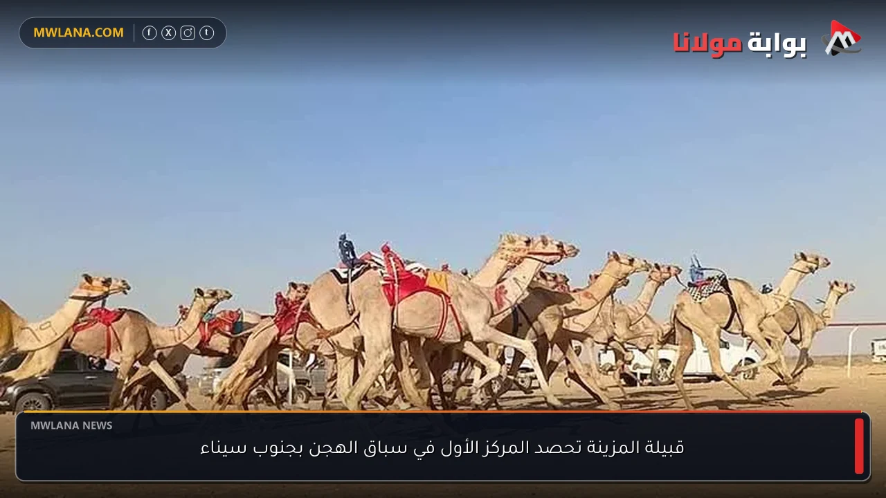 قبيلة المزينة تحصد المركز الأول في سباق الهجن بجنوب سيناء