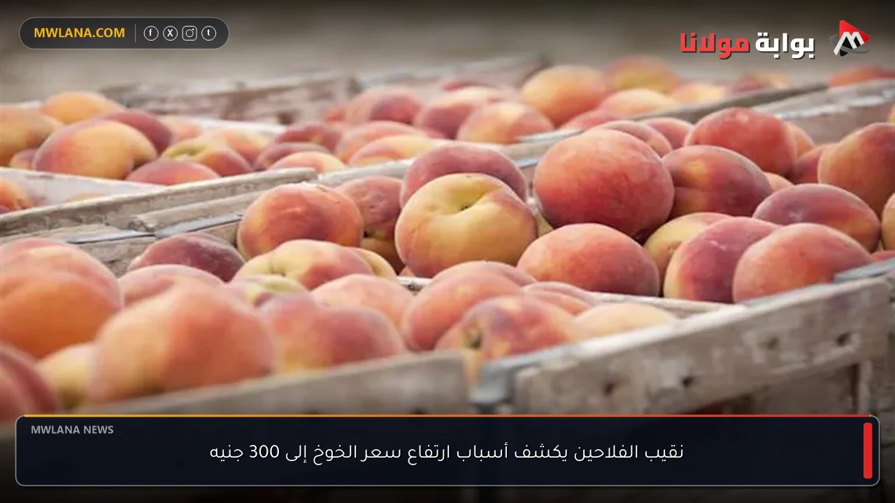 نقيب الفلاحين يكشف أسباب ارتفاع سعر الخوخ إلى 300 جنيه