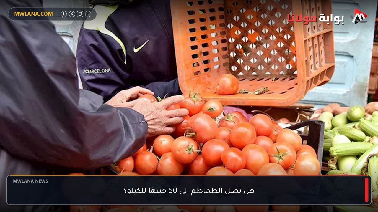 هل تصل الطماطم إلى 50 جنيهًا للكيلو؟